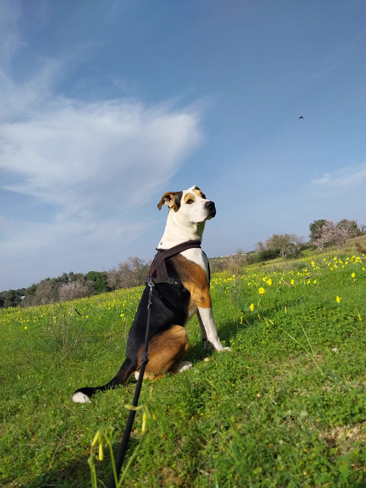 Digger Marley — Wiese & Himmel