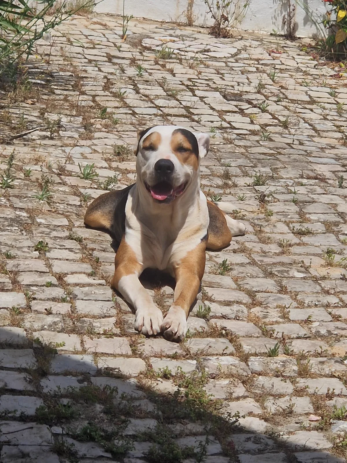 Digger Marley — Pflaster Andalusien
