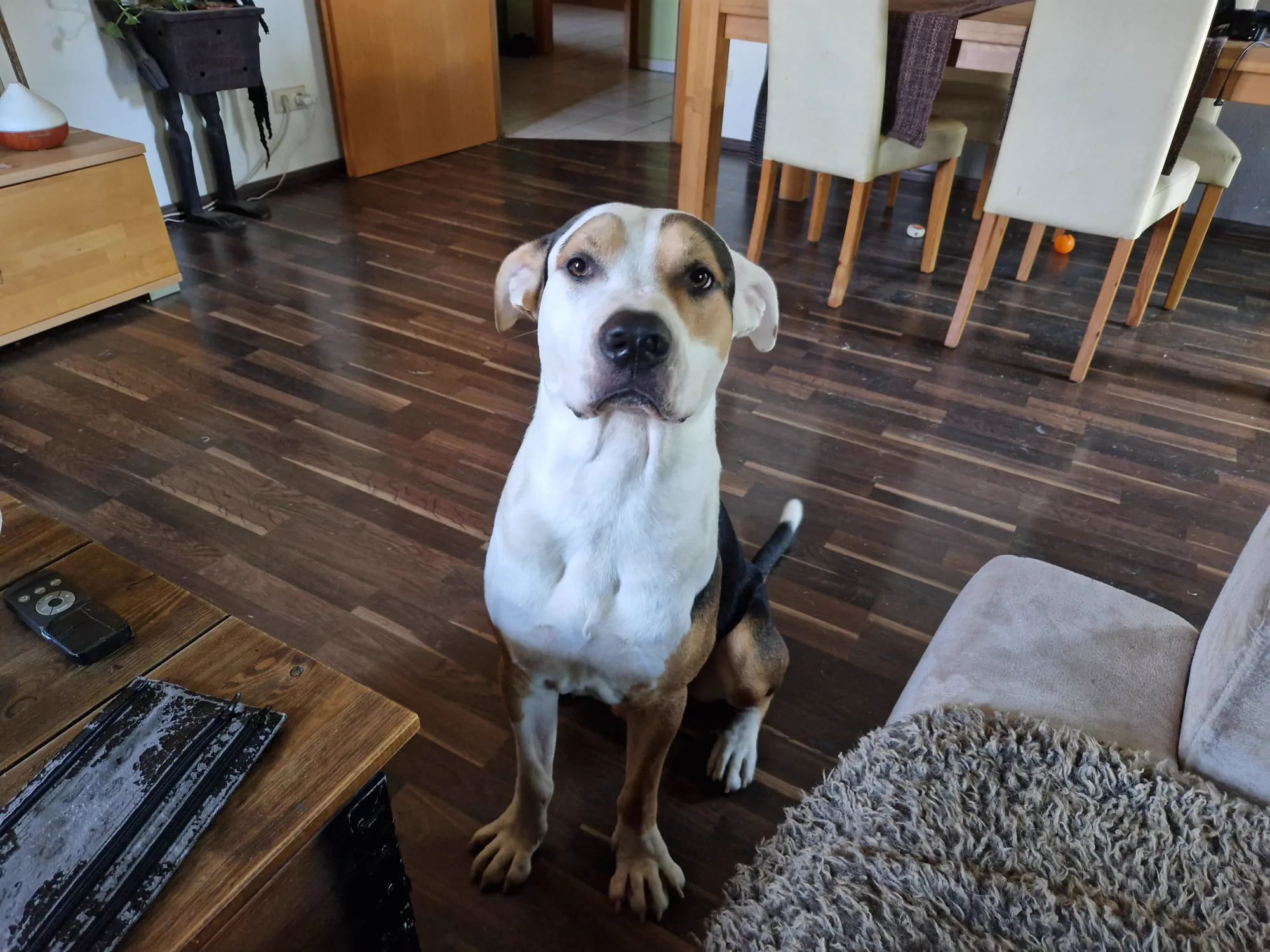 Digger Marley — Indoor Sitzend